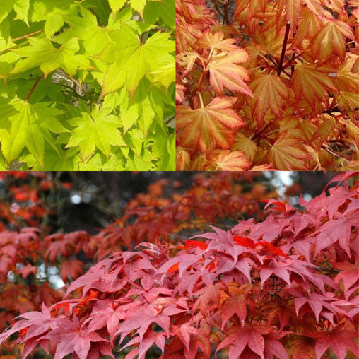 Japanse Esdoorn 3 kleuren mix